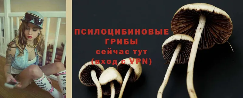 купить наркотики сайты  Рославль  Галлюциногенные грибы Psilocybe 